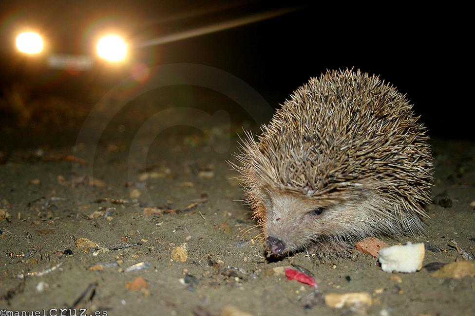 Erizo común (Erinaceus europaeus)